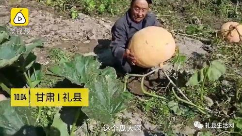 礼县吃瓜网红事件真相,真相与反思